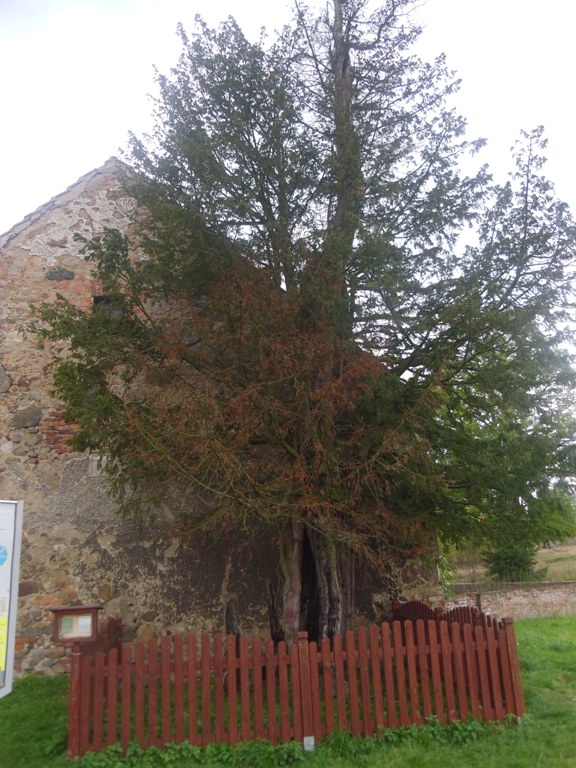 najstarsze drzewo w Polsce