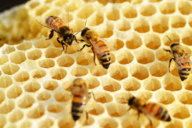 miód pszczeli - gatunki miodów - właściwości miodu