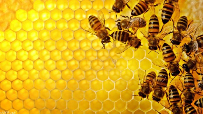 pszczoły trzeba ratować