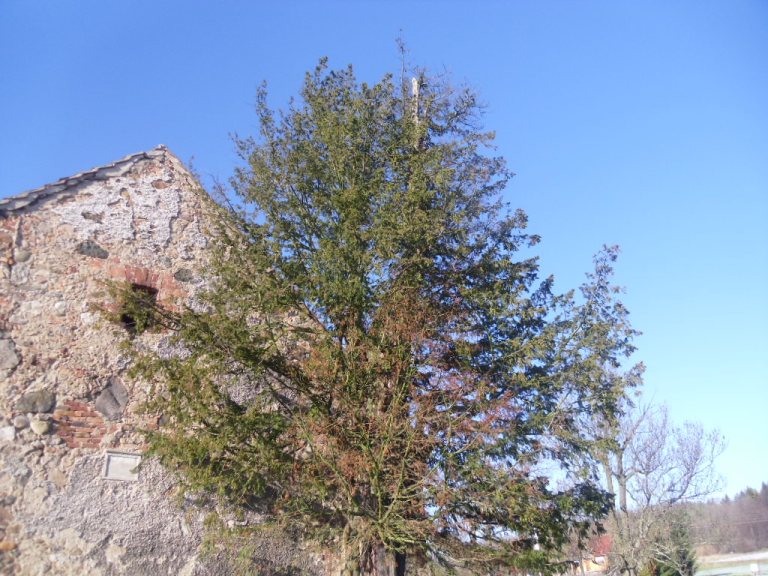 najstarsze drzewo w Polsce